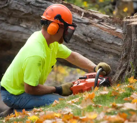 tree services Star